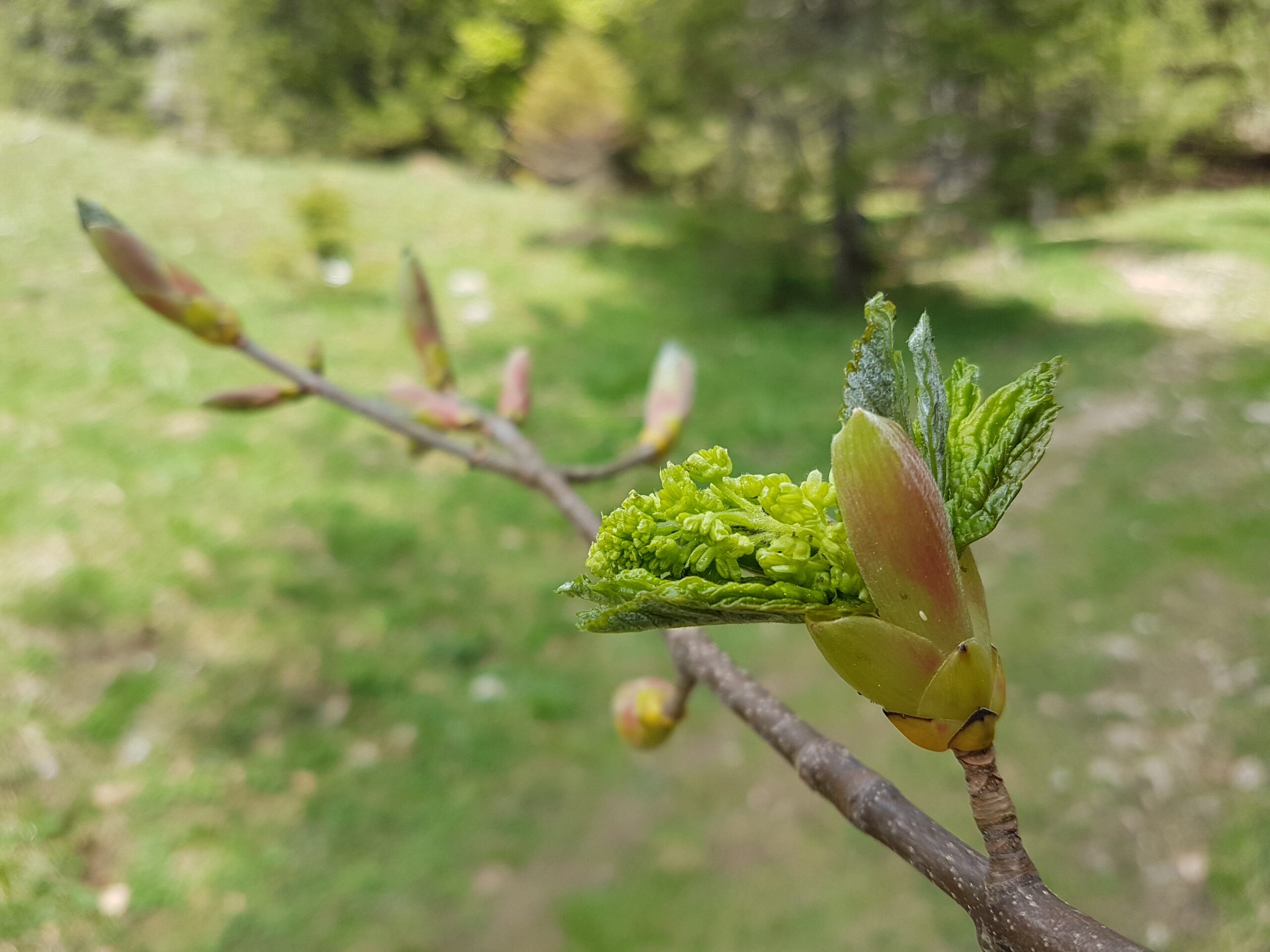 REDÉCOUVRIR LE PRINTEMPS