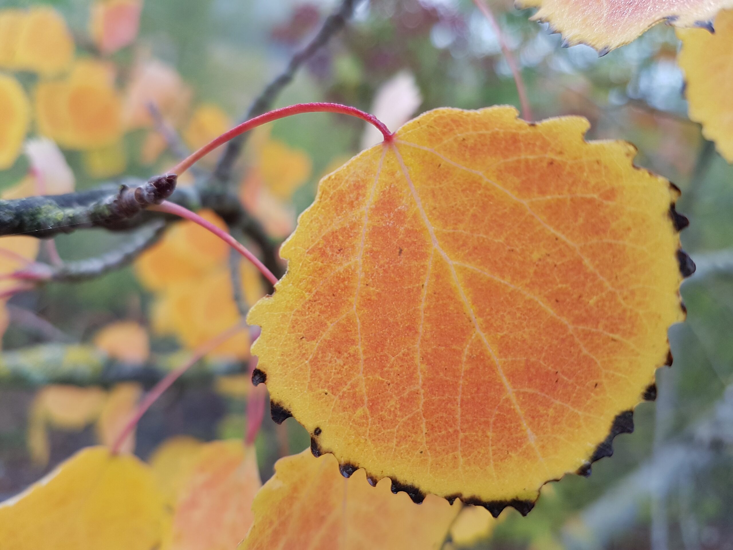 AUTOMNE ET BIEN ÊTRE